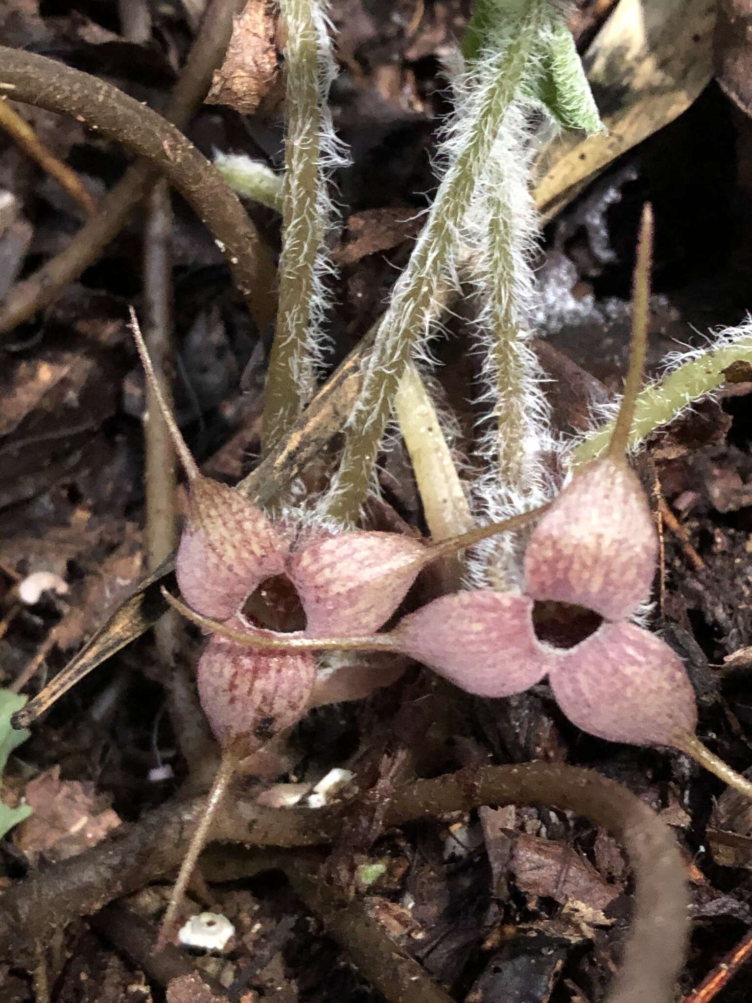 Imagem de Asarum caudigerum Hance