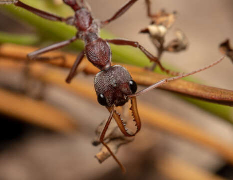 صورة Myrmecia flavicoma Roger 1861