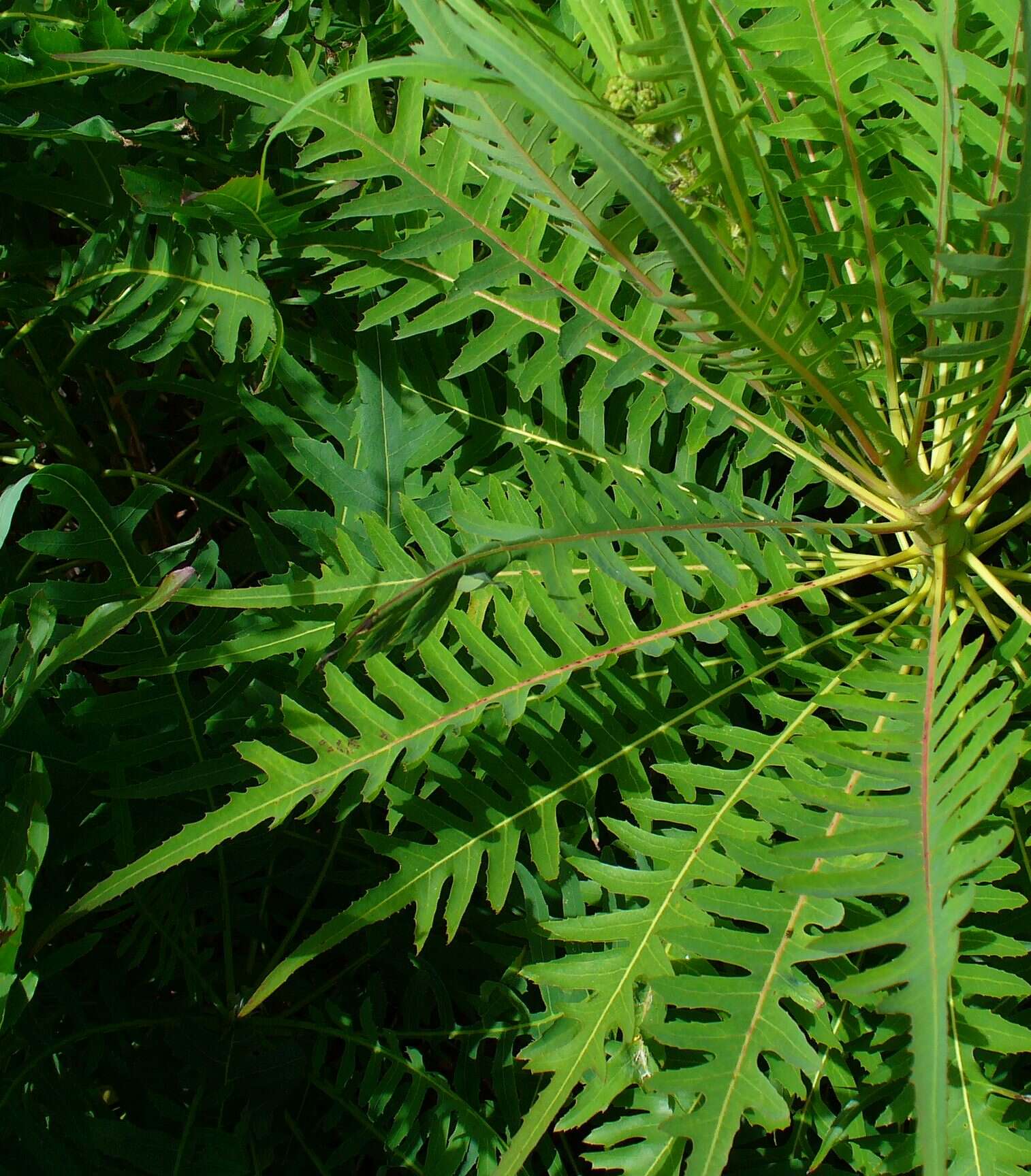 Imagem de Sonchus palmensis (Sch. Bip.) Boulos