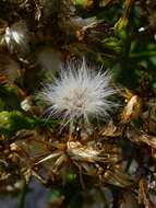 Imagem de Sonchus palmensis (Sch. Bip.) Boulos