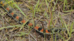 Image of tiger keelback