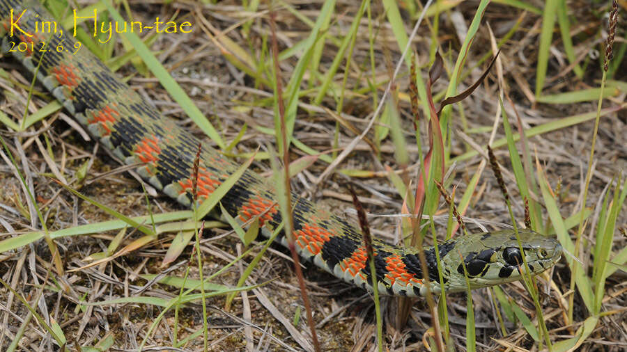 Image of tiger keelback