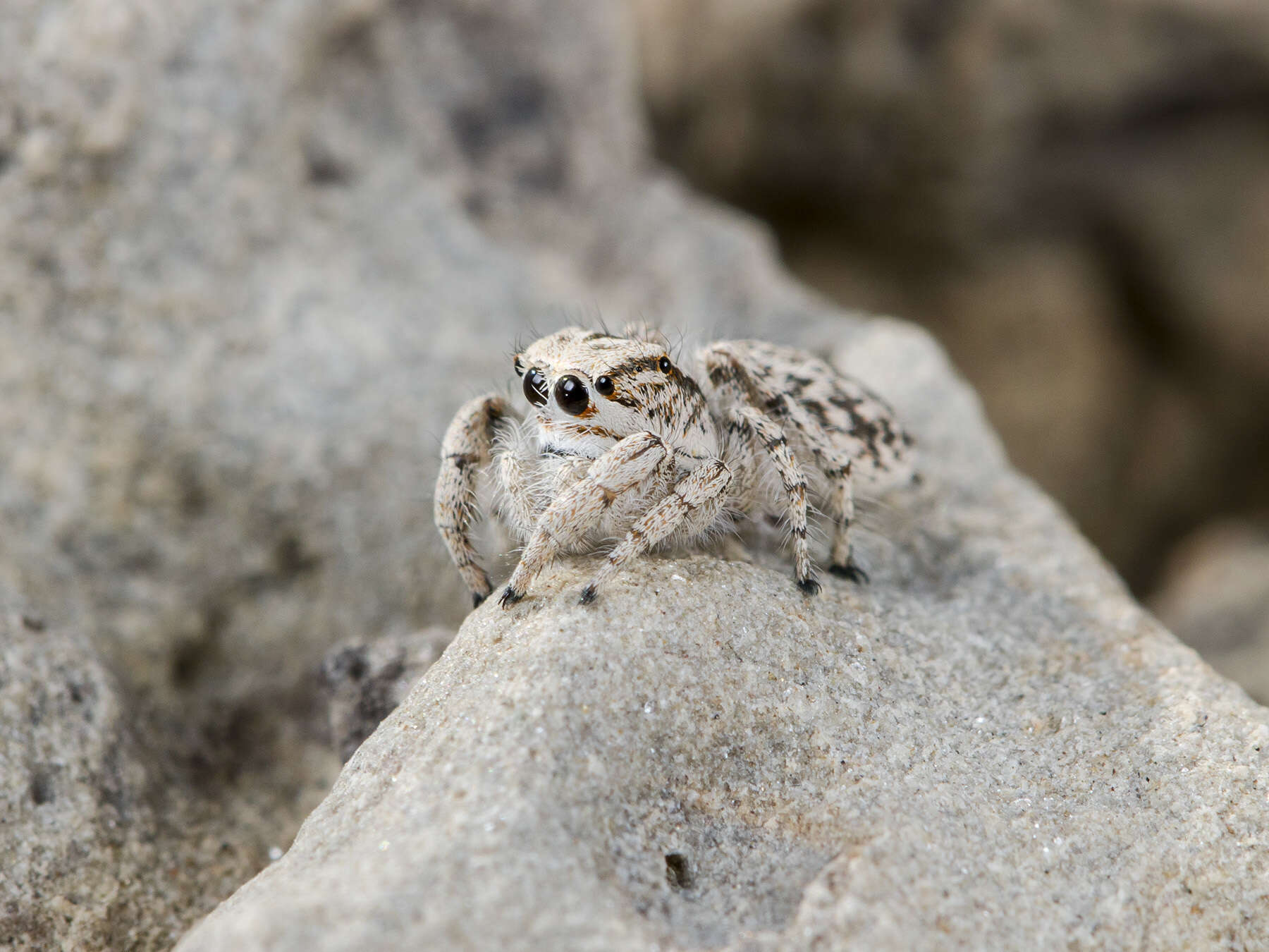 Image of Marusyllus aralicus (Logunov & Marusik 2003)