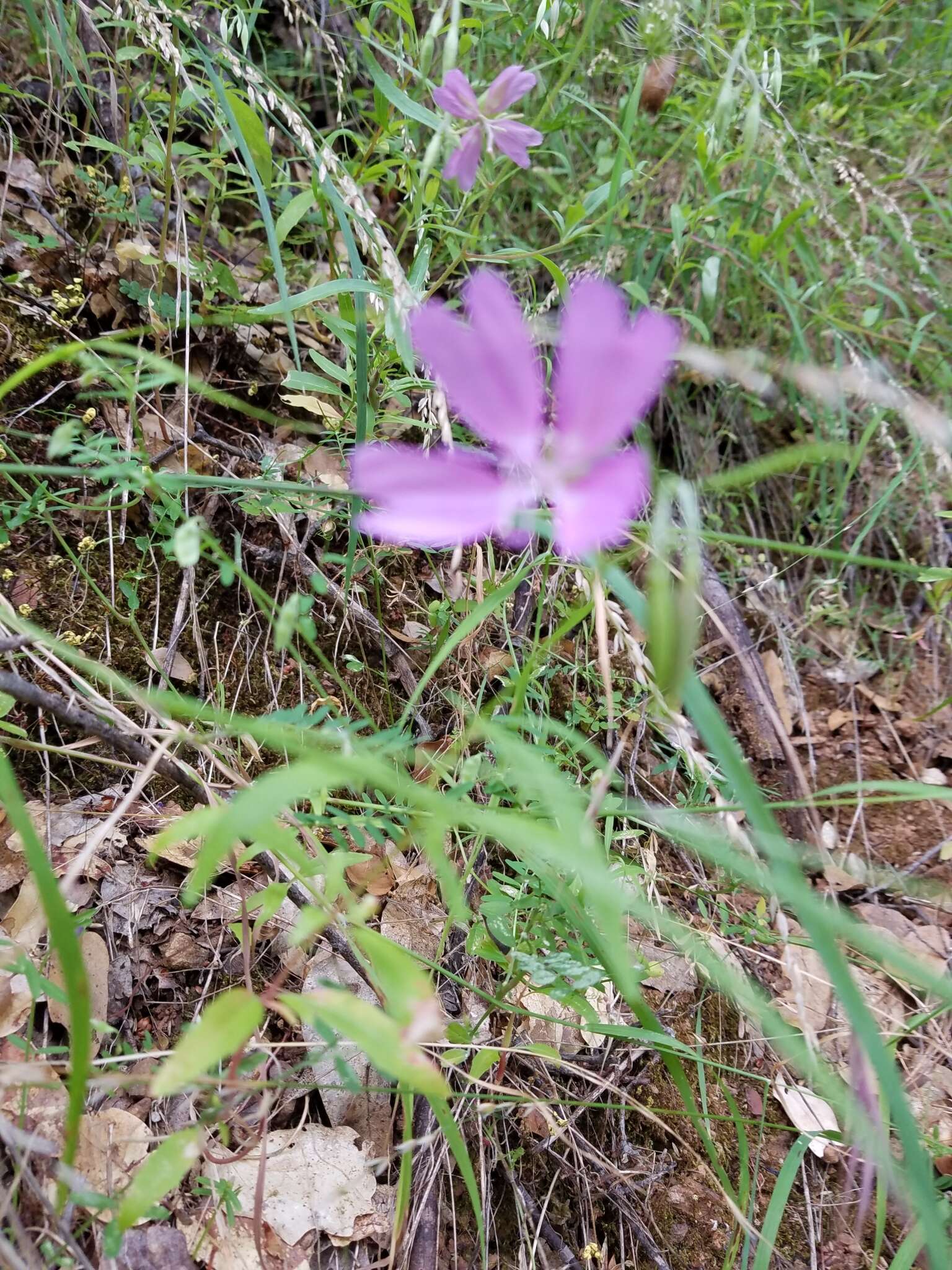 Plancia ëd Clarkia biloba (Dur.) A. Nels. & J. F. Macbr.