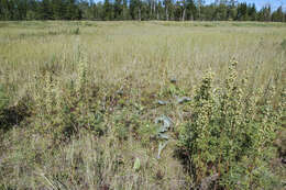 Image of Siberian horseradish