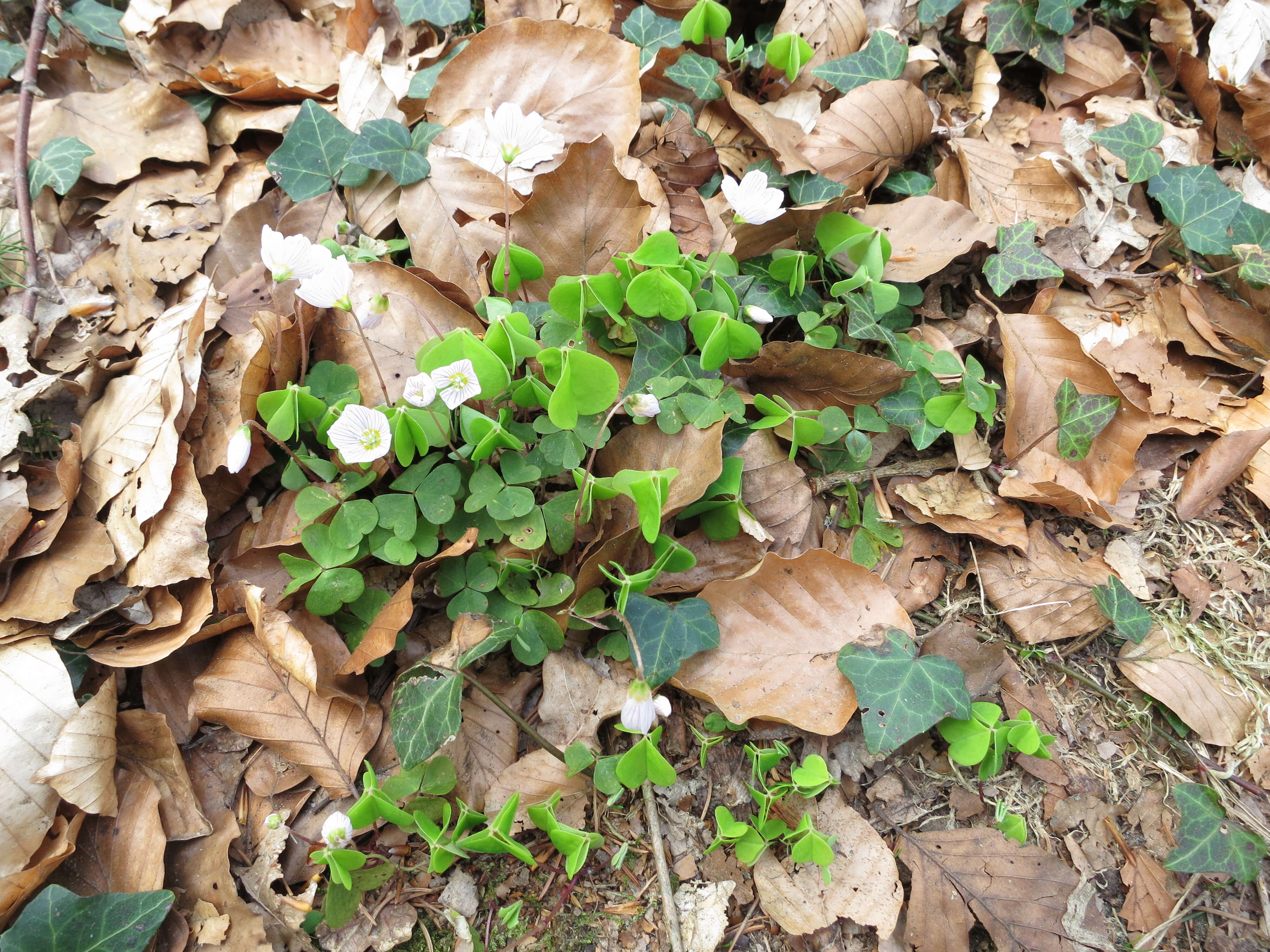 Imagem de Oxalis acetosella L.