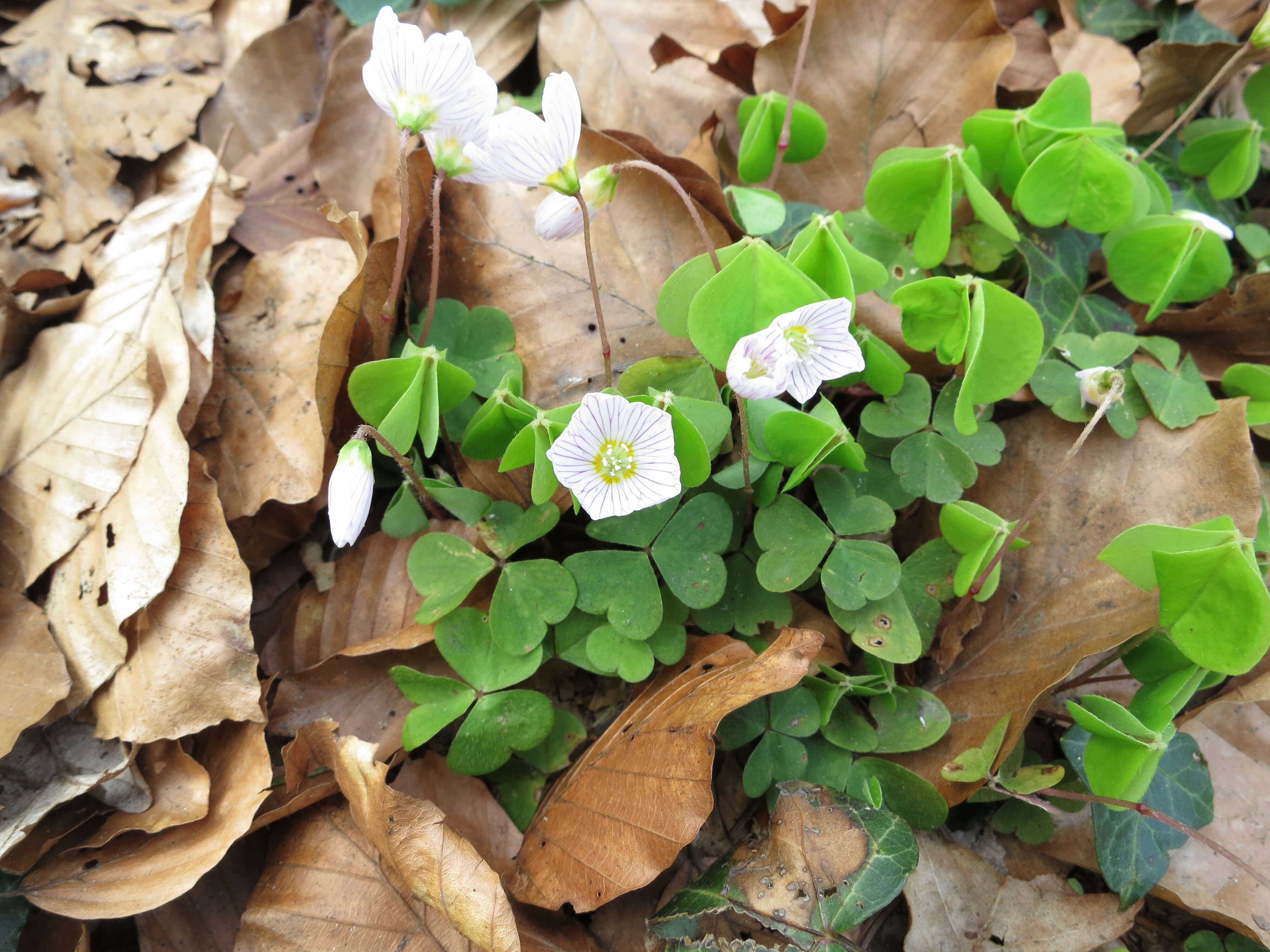 Imagem de Oxalis acetosella L.