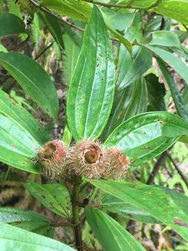 Image of Malabar melastome