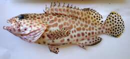 Epinephelus merra Bloch 1793 resmi