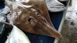 Image of Indonesian shovelnose ray