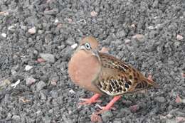 Imagem de Zenaida galapagoensis galapagoensis Gould 1841