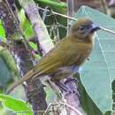 Image of Ochre-breasted Tanager