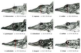 Plancia ëd Channichthys