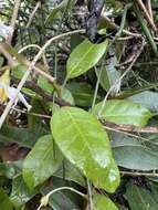 Image of Solanum luculentum C. V. Morton ex S. Knapp