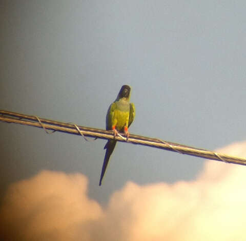 Image of Nanday Parakeet