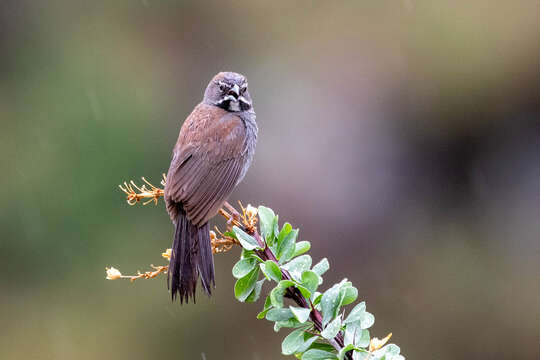 Image of Five-striped Sparrow