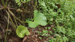 Image of Centella