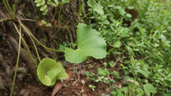 Слика од Centella asiatica (L.) Urb.