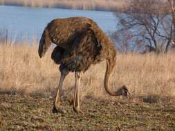 Image of South African Ostrich