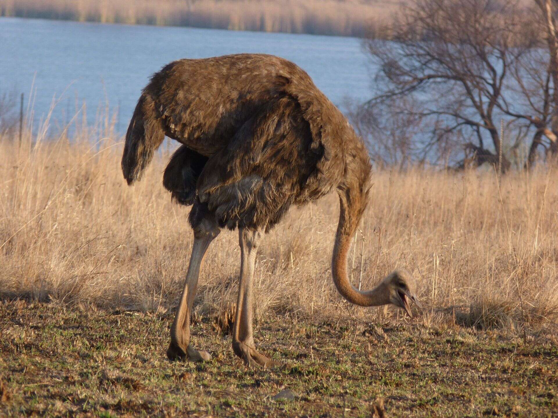 Image of South African Ostrich