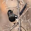 Image of Maghreb Magpie