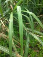 Imagem de Miscanthus floridulus (Labill.) Warb. ex K. Schum. & Lauterb.