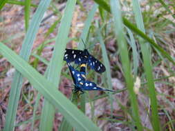 Image of nine-spotted