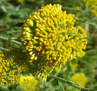 Image of Yellow-tipped everlasting