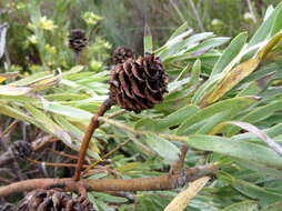 Imagem de Leucadendron floridum R. Br.