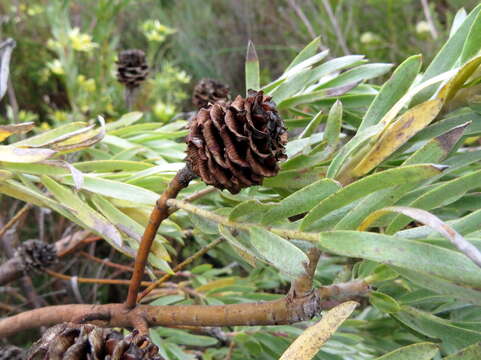 Imagem de Leucadendron floridum R. Br.