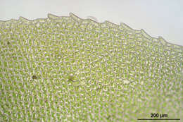 Image of stellar calcareous moss