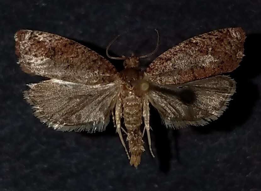 Image of Phaecasiophora inspersa Heinrich 1931