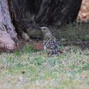 Image of Spotted Bowerbird