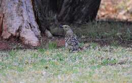 Image of Spotted Bowerbird