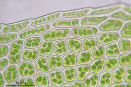 Image of stellar calcareous moss