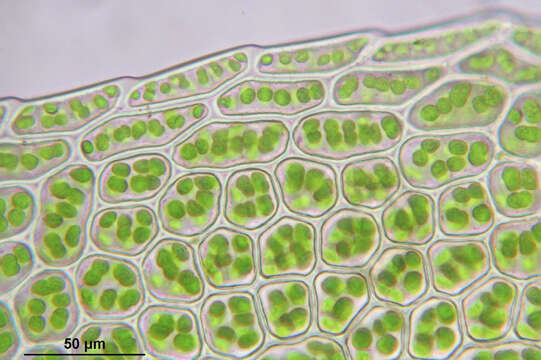 Image of stellar calcareous moss