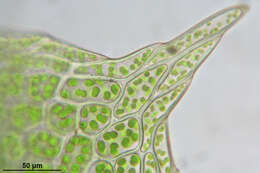 Image of stellar calcareous moss