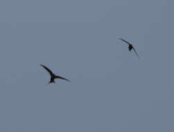 Image of Malagasy Palm Swift