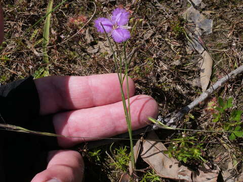 Image of Thysanotus thyrsoideus Baker