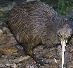 Image of Southern Brown Kiwi