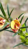 Image of Daviesia acicularis Sm.