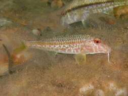 Image of Blunt-snouted Mullet