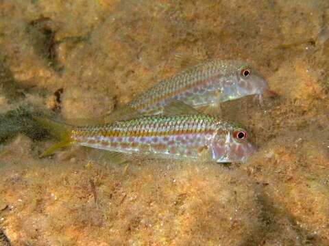 Image of Blunt-snouted Mullet