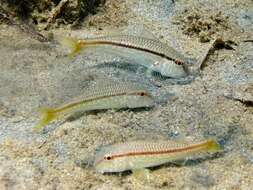 Image of Blunt-snouted Mullet