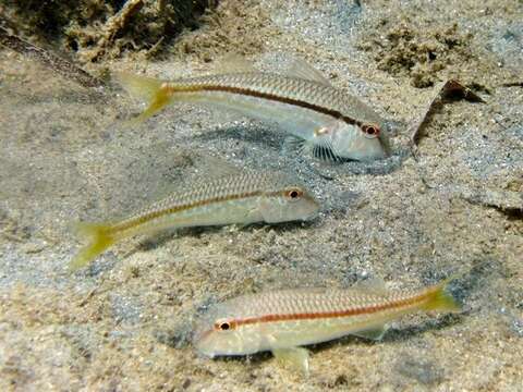 Image of Blunt-snouted Mullet