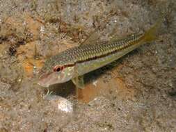 Image of Blunt-snouted Mullet