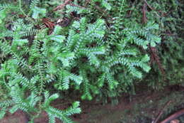 Image de Selaginella kraussiana (G. Kunze) A. Br.