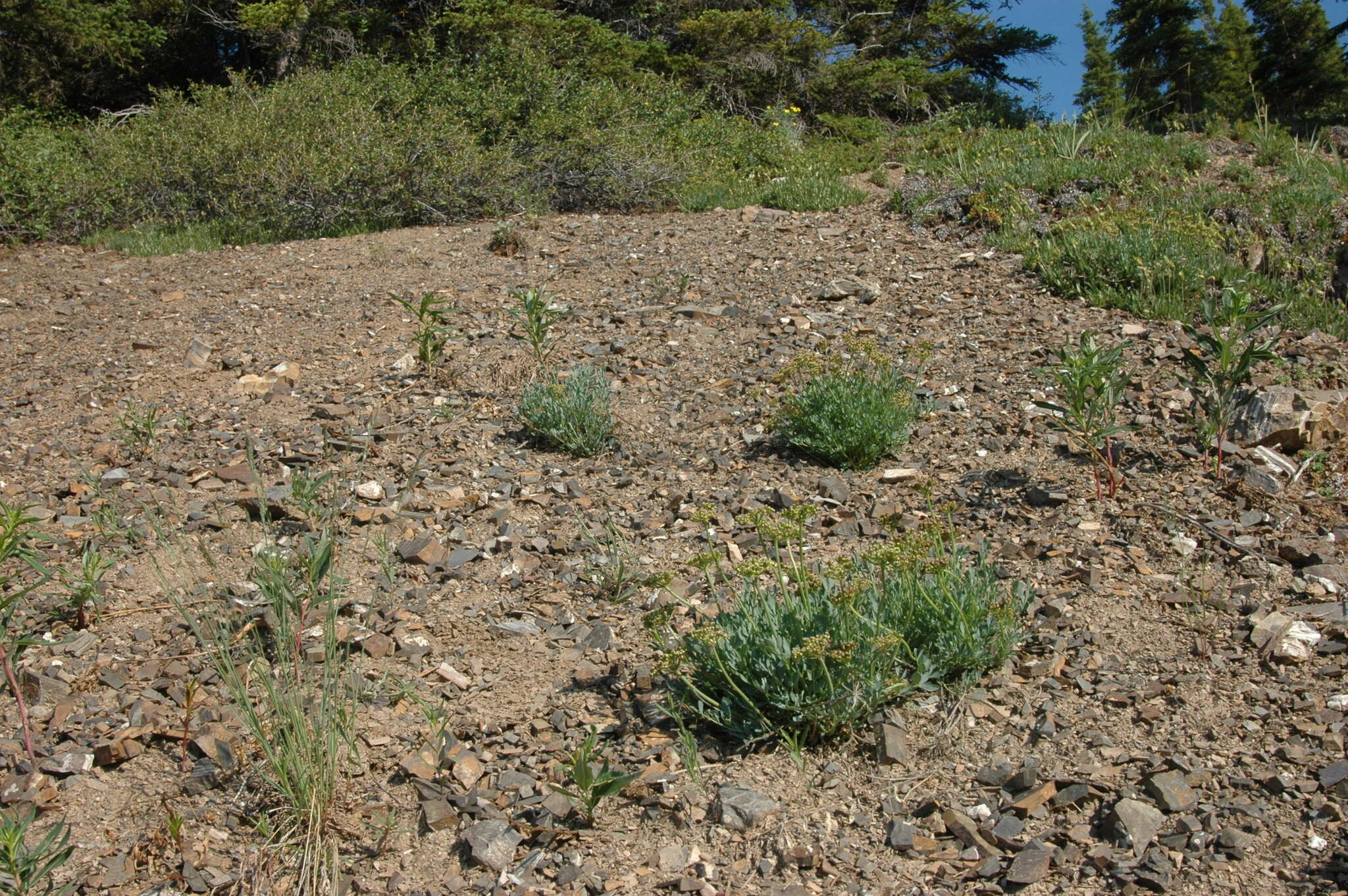 Image of Yukon podistera