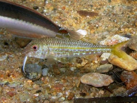 Image of Red Mullet