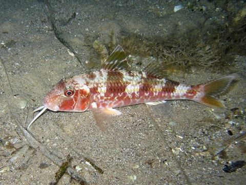 Image of Red Mullet